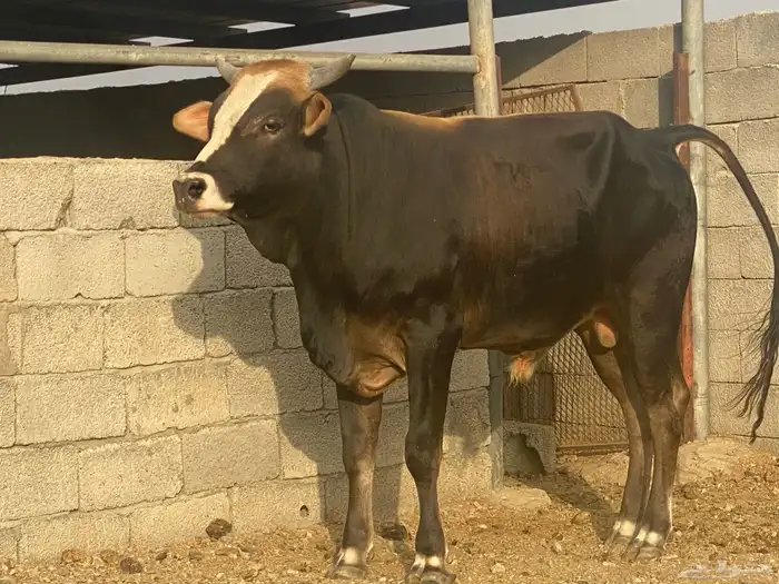 ثور سويسري مشروووط بعمر سنتين 0