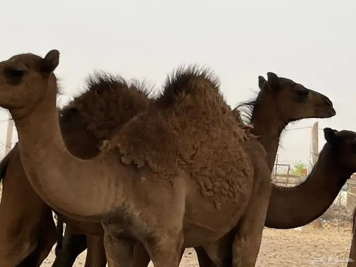 القنفذة القوز الجرد 3