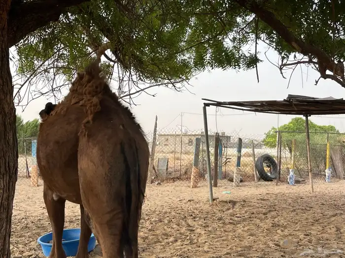 القنفذة القوز الجرد 5