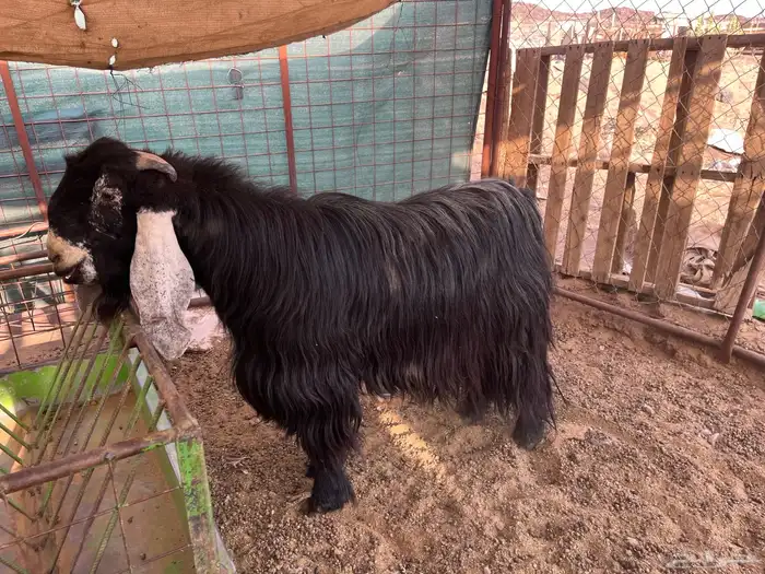 تيس عارضي صنف الصنف (تم البيع) 1