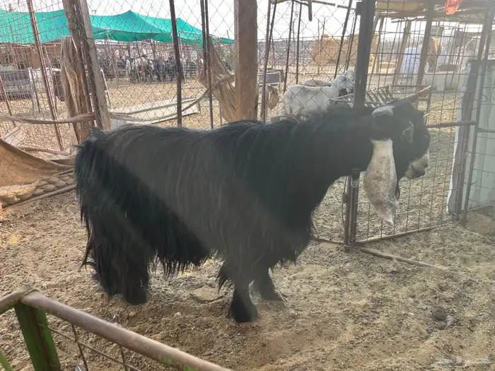 تيس عارضي صنف الصنف (تم البيع) 4