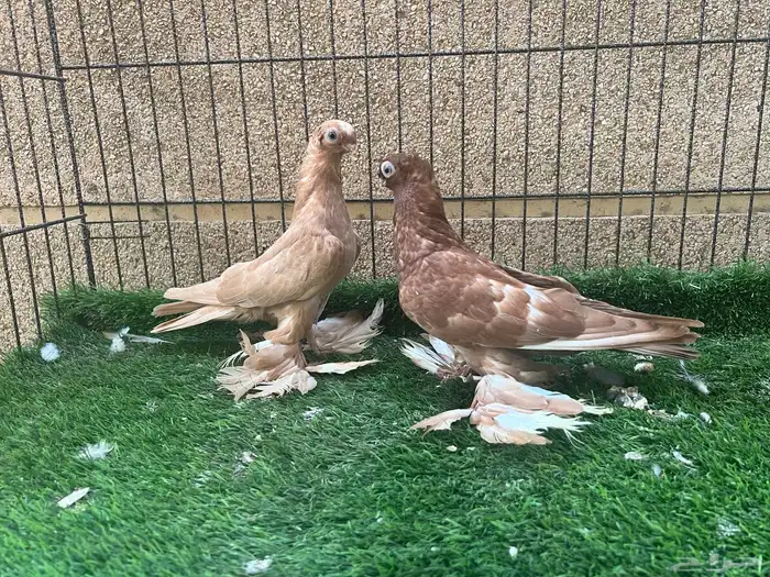طبة أوزبك مستوى راقي 3