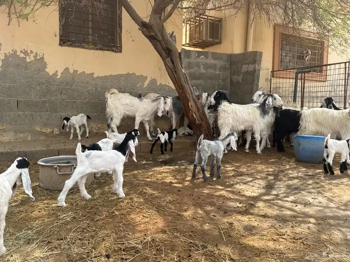 ابو تركي جاكم بمعزى وليد نقوة شرط تشريها وانت تضحك بالخرج 0