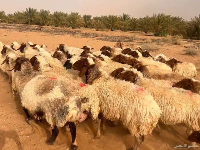 غنم دفيع 2