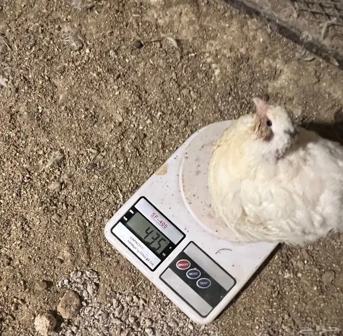 سمان تكساس العملاق 2