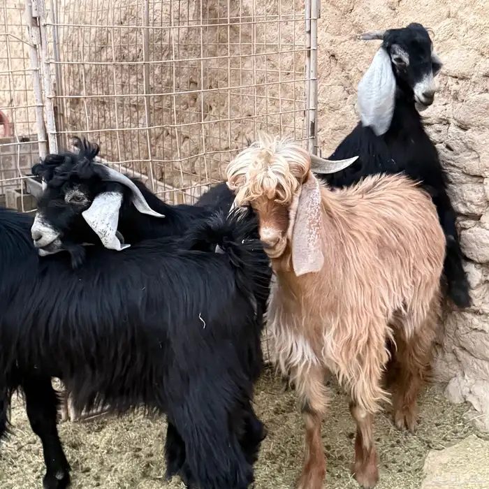 للبيع تيوس جبره شحمم فللل 1
