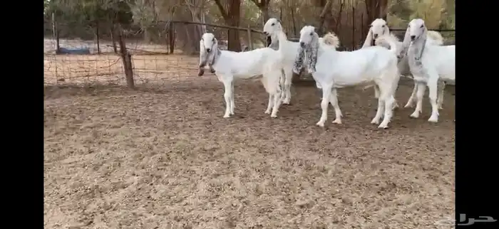 للبيع 8 جفار نوادر بفحلها 5