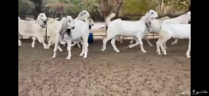 للبيع 8 جفار نوادر بفحلها 3