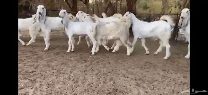 للبيع 8 جفار نوادر بفحلها 21