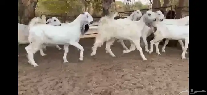 للبيع 8 جفار نوادر بفحلها 2