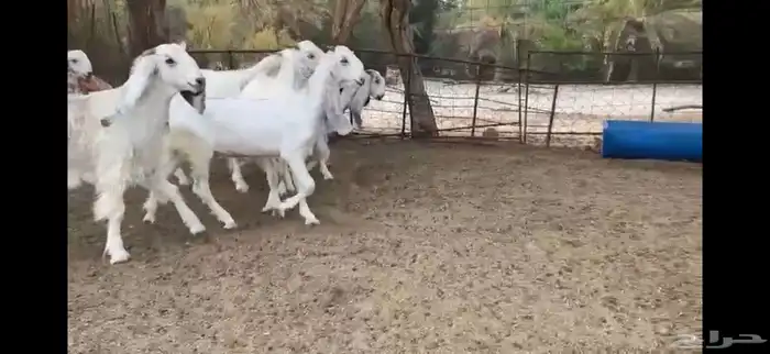 للبيع 8 جفار نوادر بفحلها 9