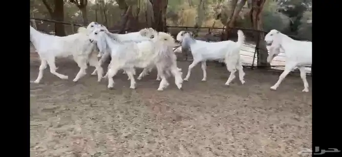 للبيع 8 جفار نوادر بفحلها 14