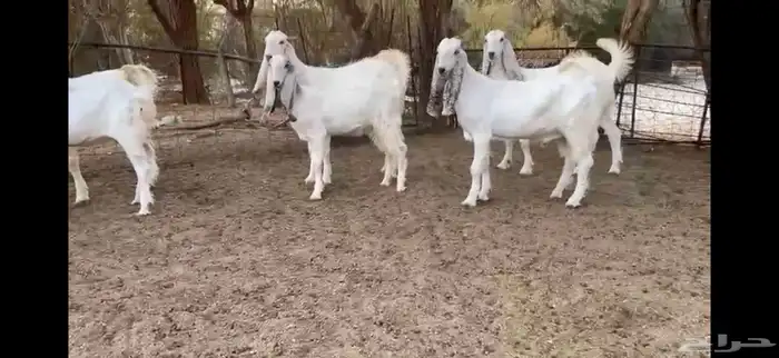 للبيع 8 جفار نوادر بفحلها 12