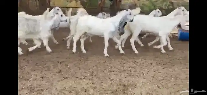 للبيع 8 جفار نوادر بفحلها 4