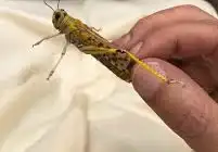 جرادة للبيع 0