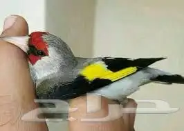 مطلوب حسون هملايا 0