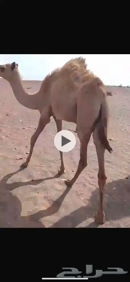 بكره للبيع 0