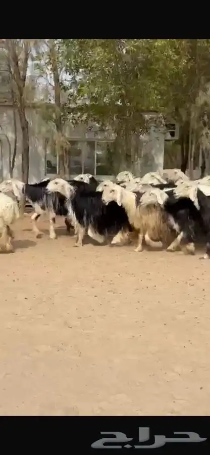 غنم نجد اشباب فاخره 1