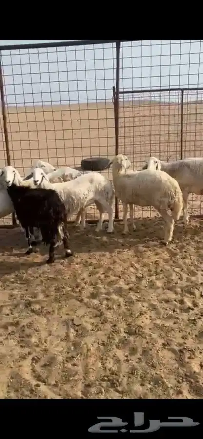 نعاج مواليد ودفع ومضاريع 2