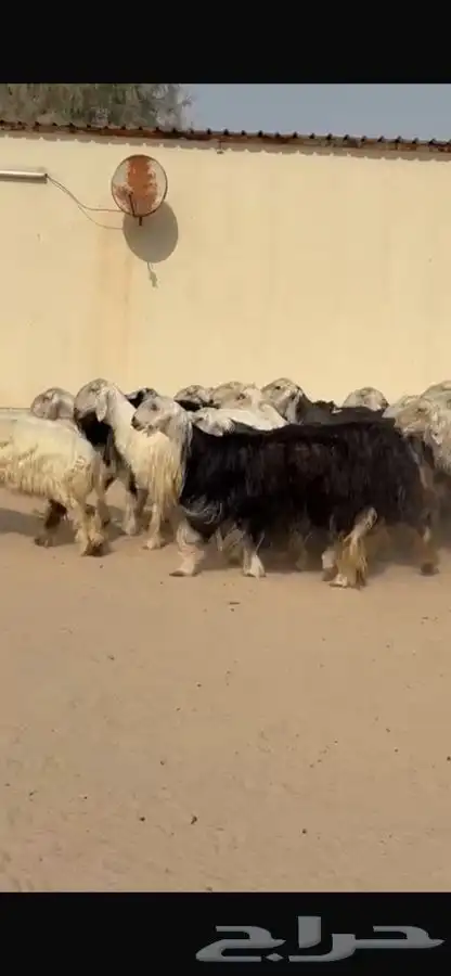 غنم نجد اشباب فاخره 8