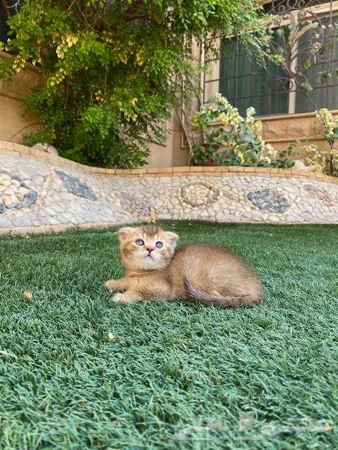 سكوتش فولد مطعمين مدربين للبيع ولايوجد تبني 9