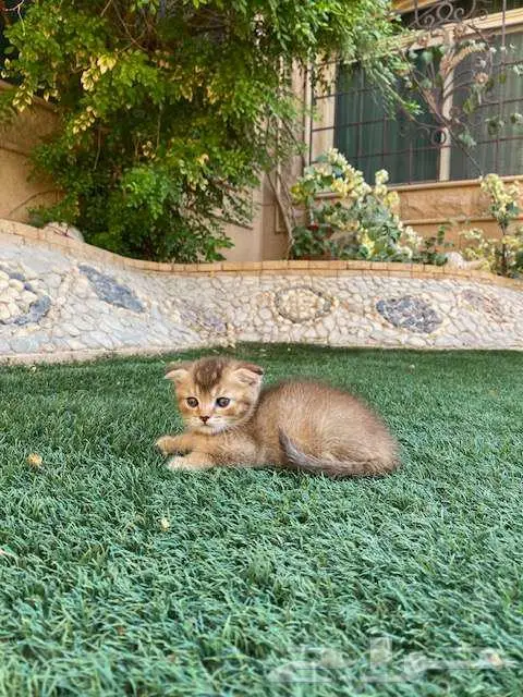 سكوتش فولد مطعمين مدربين للبيع ولايوجد تبني 7