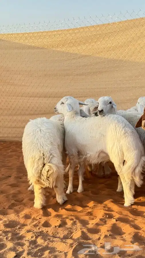 ابو عبدالله للذبايح 3