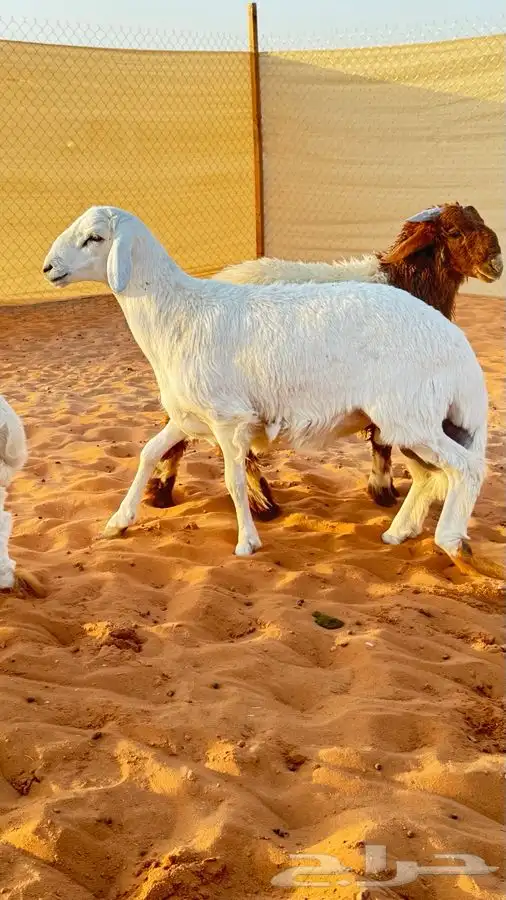 ابو عبدالله للذبايح 7