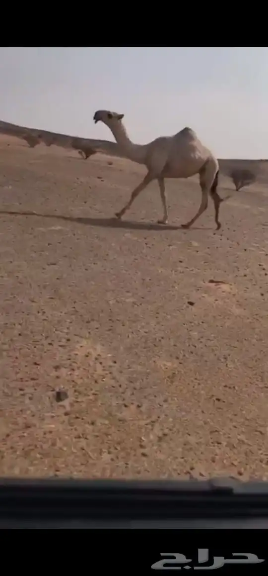 للبيع 3 من الابل 1
