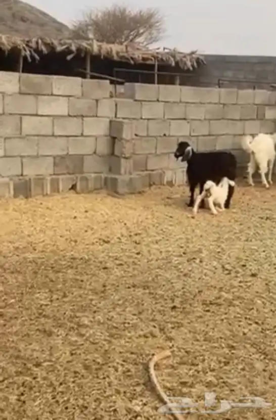 عنز ثنيه رايمه طلي 1