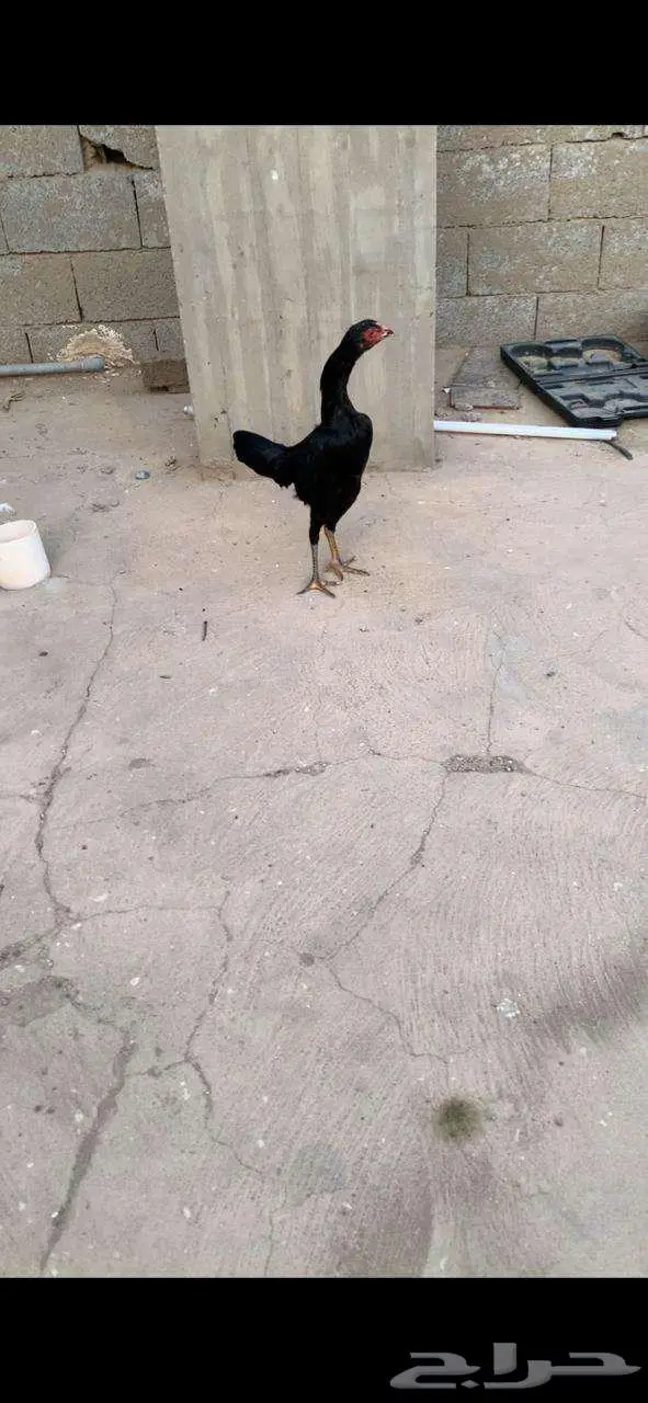 دجاجتين شامو الماني هزاز 3