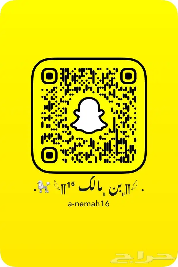 للبيع ذكر بيتبول بلو 4