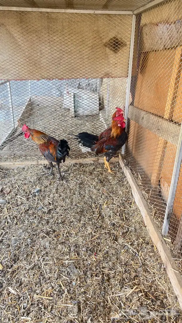 للبيع ديكه 1