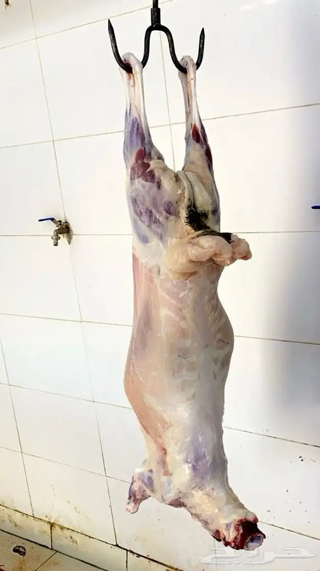 برابر ذبح بربري 3