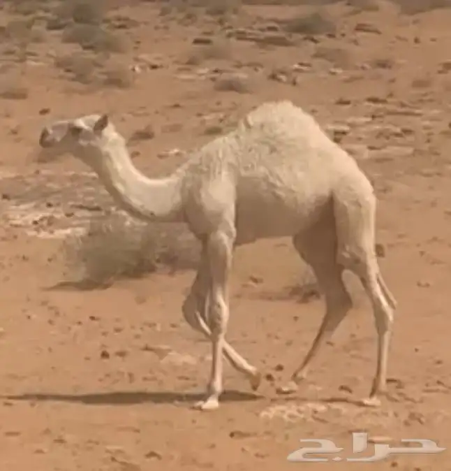 حاشي عمره 3 شهور 0
