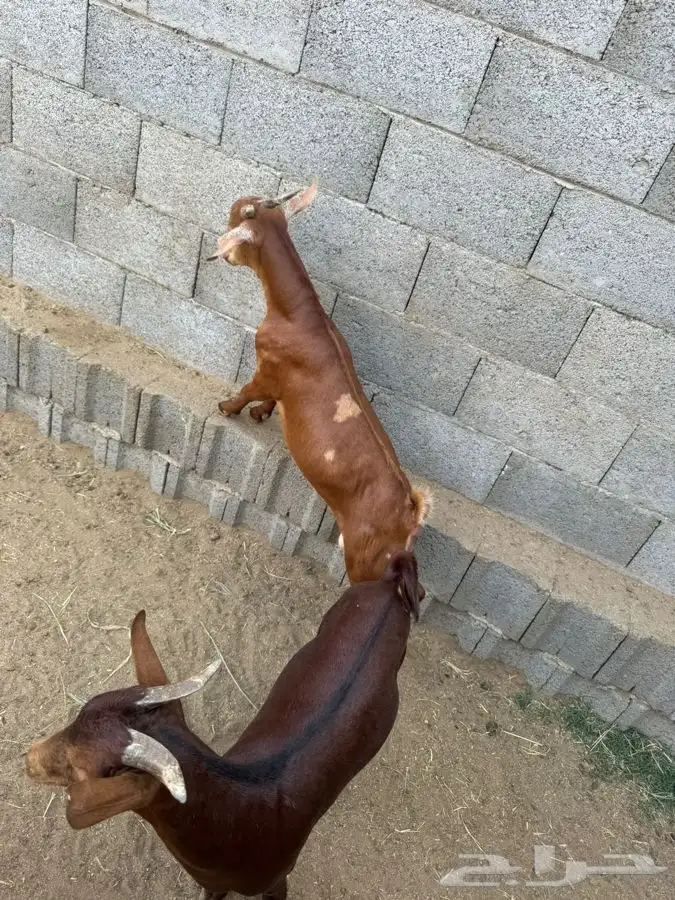 ذبايح مزرعة مرابي عسير 3