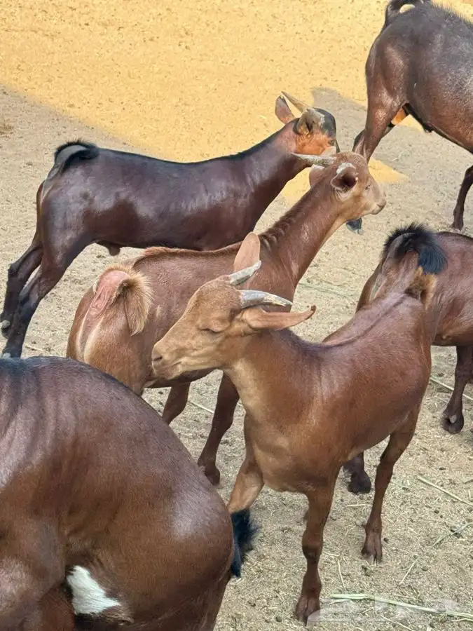 ذبايح مزرعة مرابي عسير 8