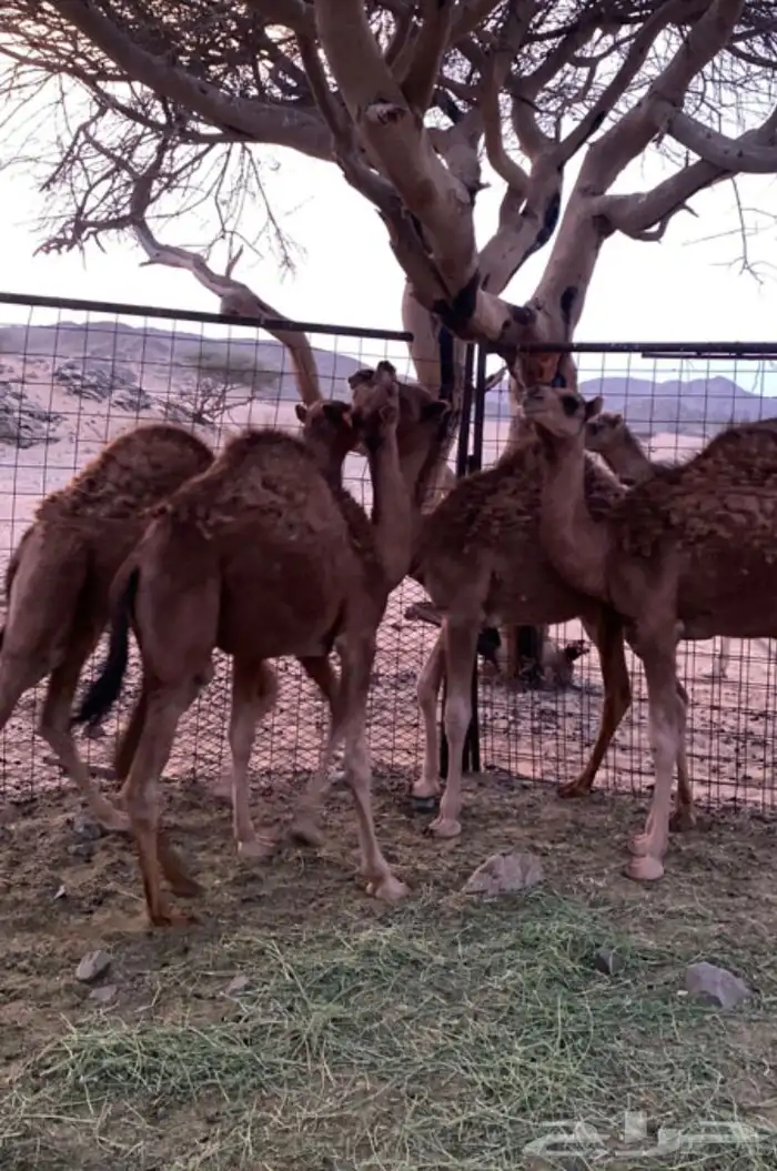 حيران لبنيات 1