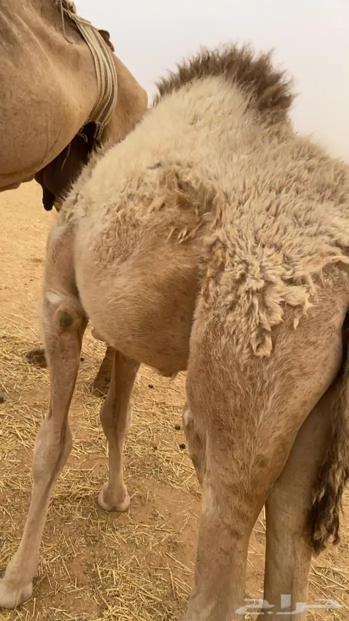 حوار على حليب امه 0