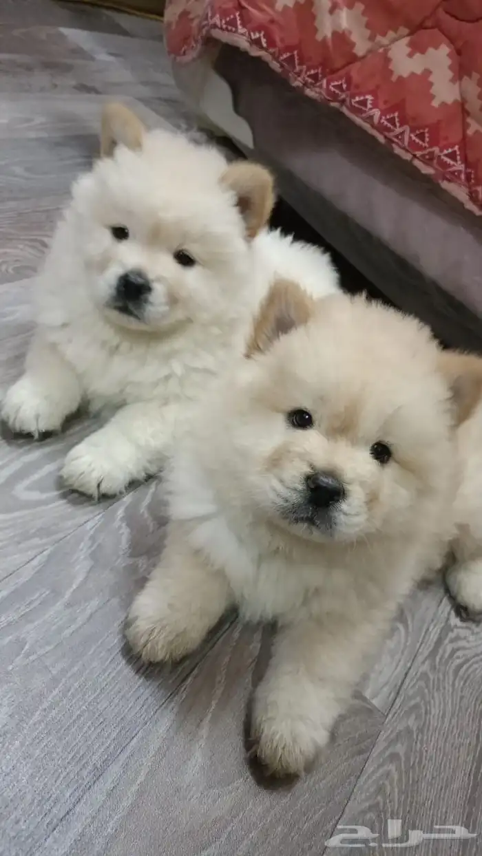 للبيع كلاب تشاو تشاو (chow chow) اكراني 0
