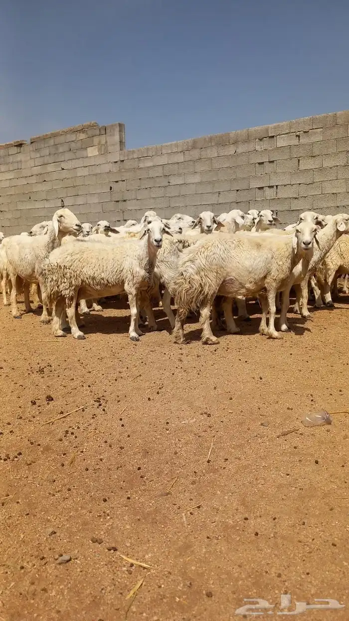 غنم العدد 93 بفحولها 2 0