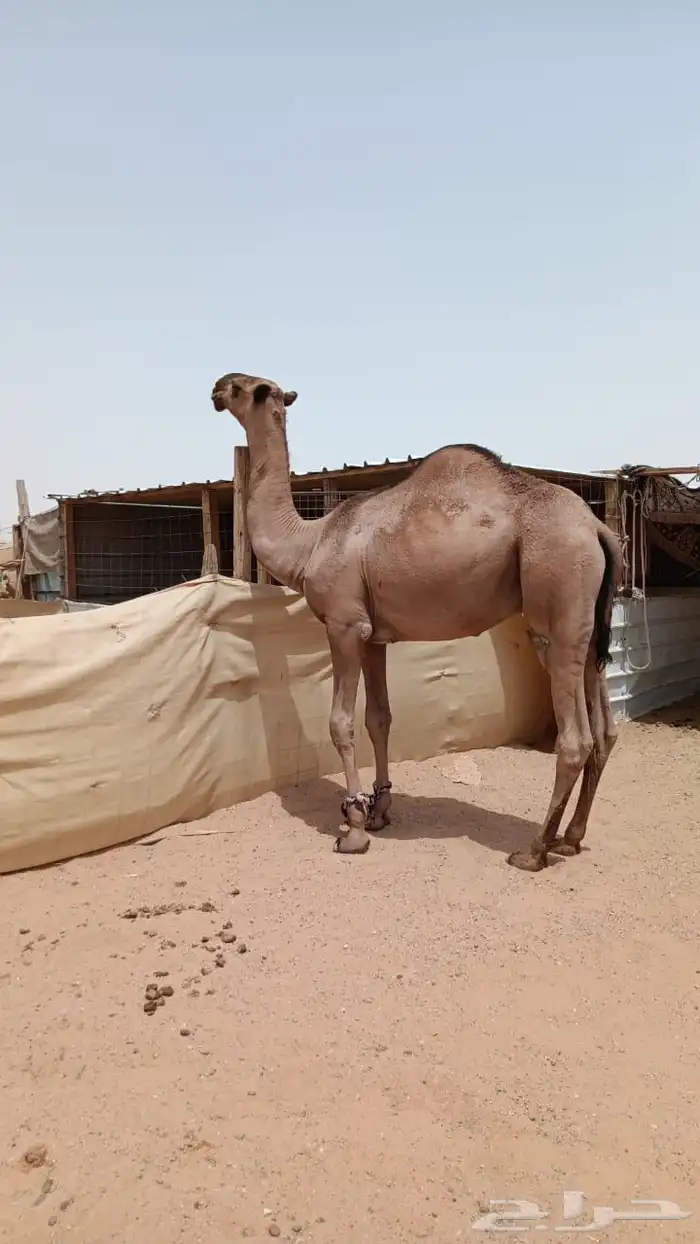 الرياض. مفرق رماح 1