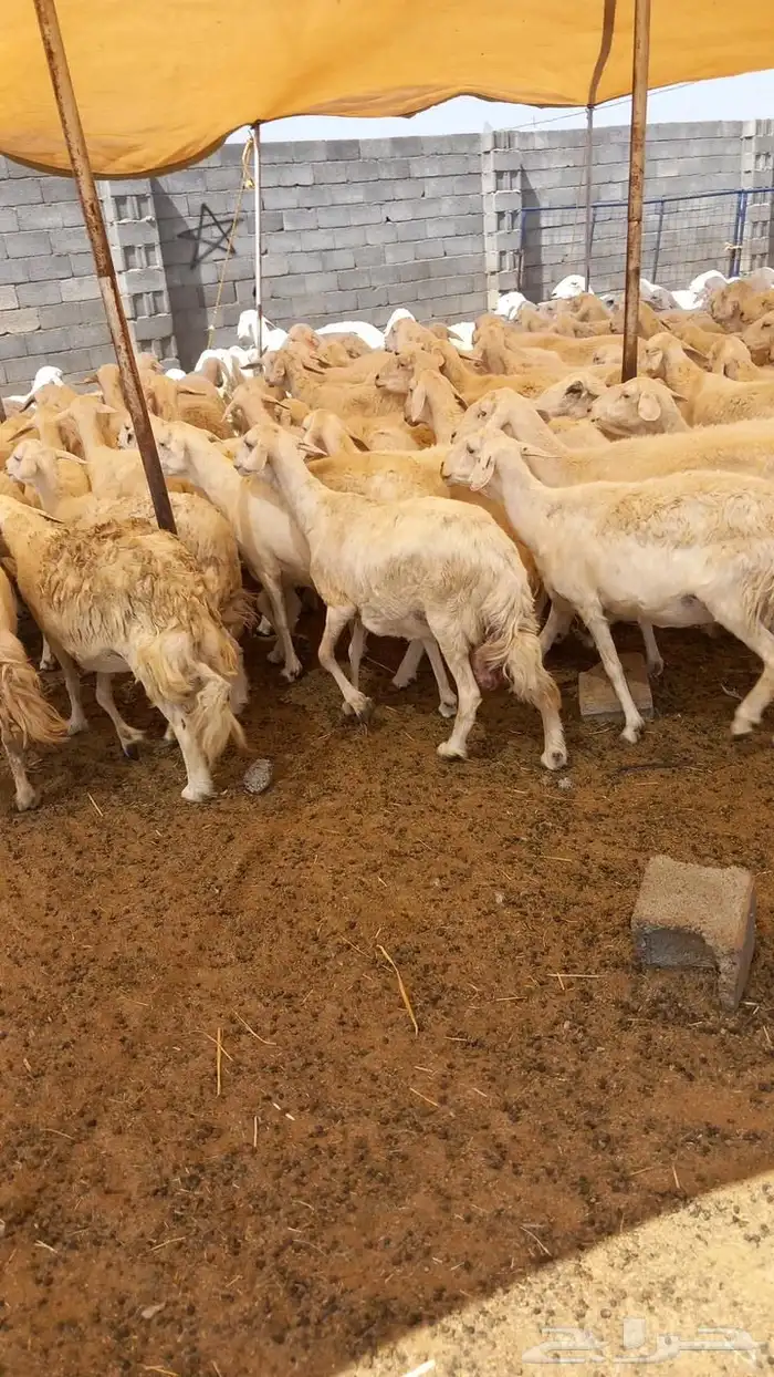 غنم العدد 93 بفحولها 2 3
