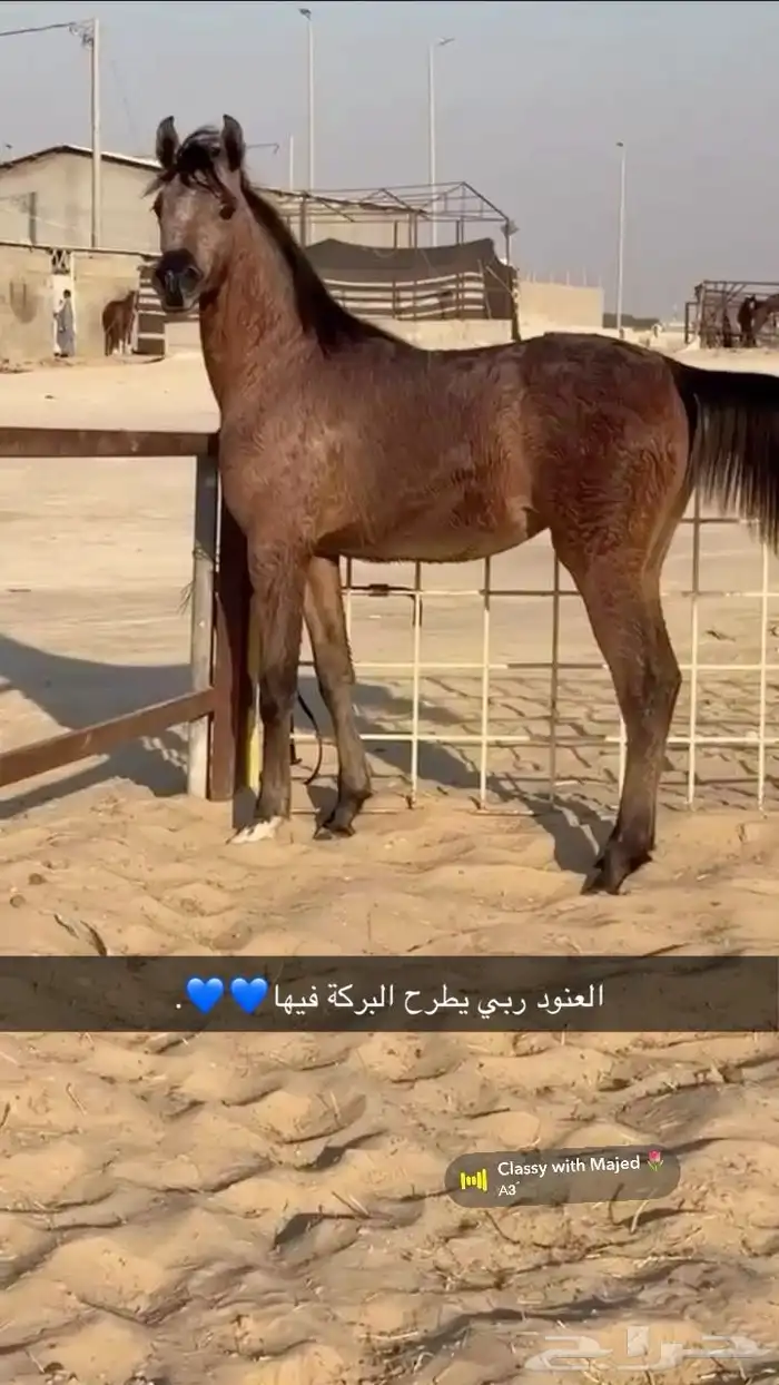 مهره شعبيه 1
