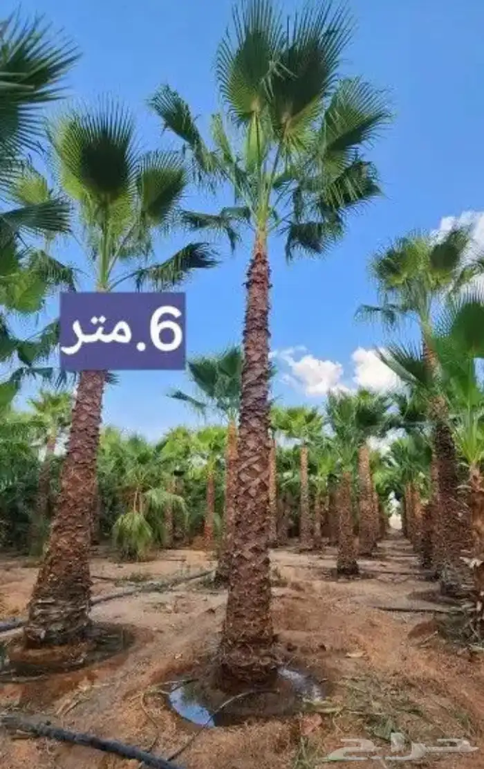 تنسيق الحدائق المنزلية 6