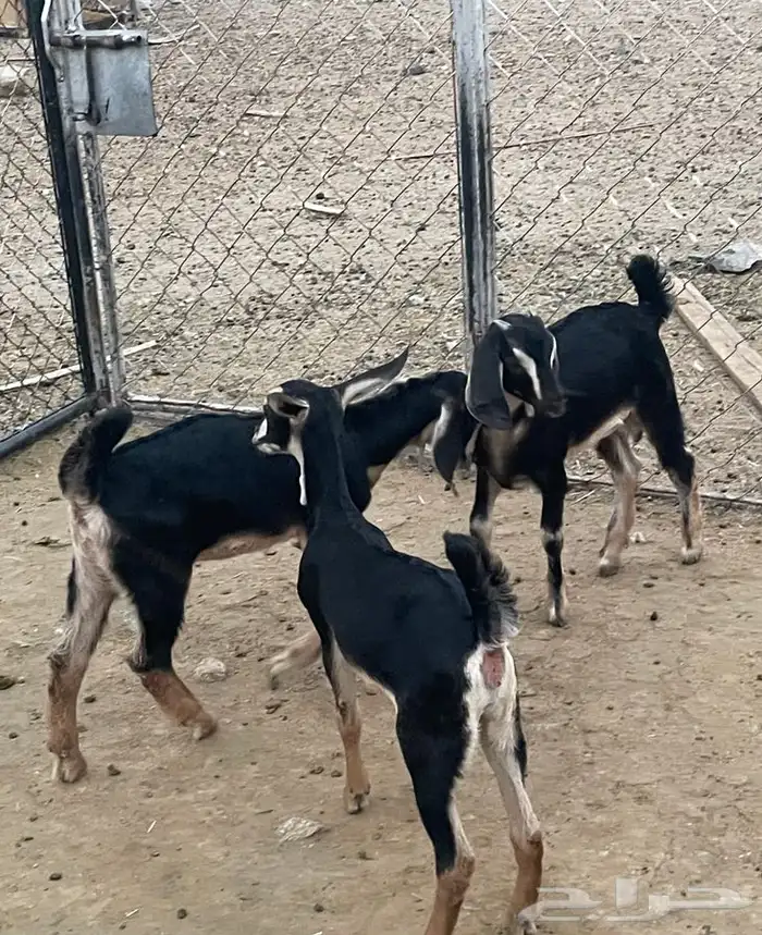 تيس وجفرتين حو تم البيع 1