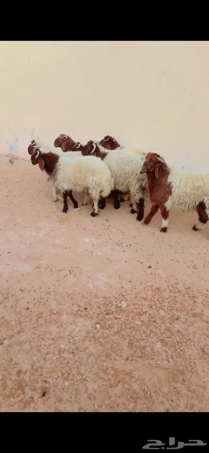 ذبيح نعيم الريآض حي الشفآء آي مكان نوصل ذبح باقي اثنين 1300 0