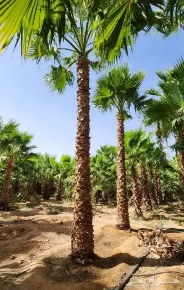 تنسيق الحدائق المنزلية 4