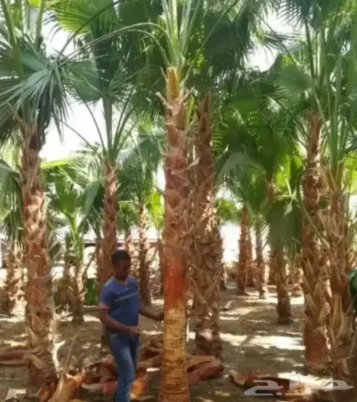 تنسيق الحدائق المنزلية 14