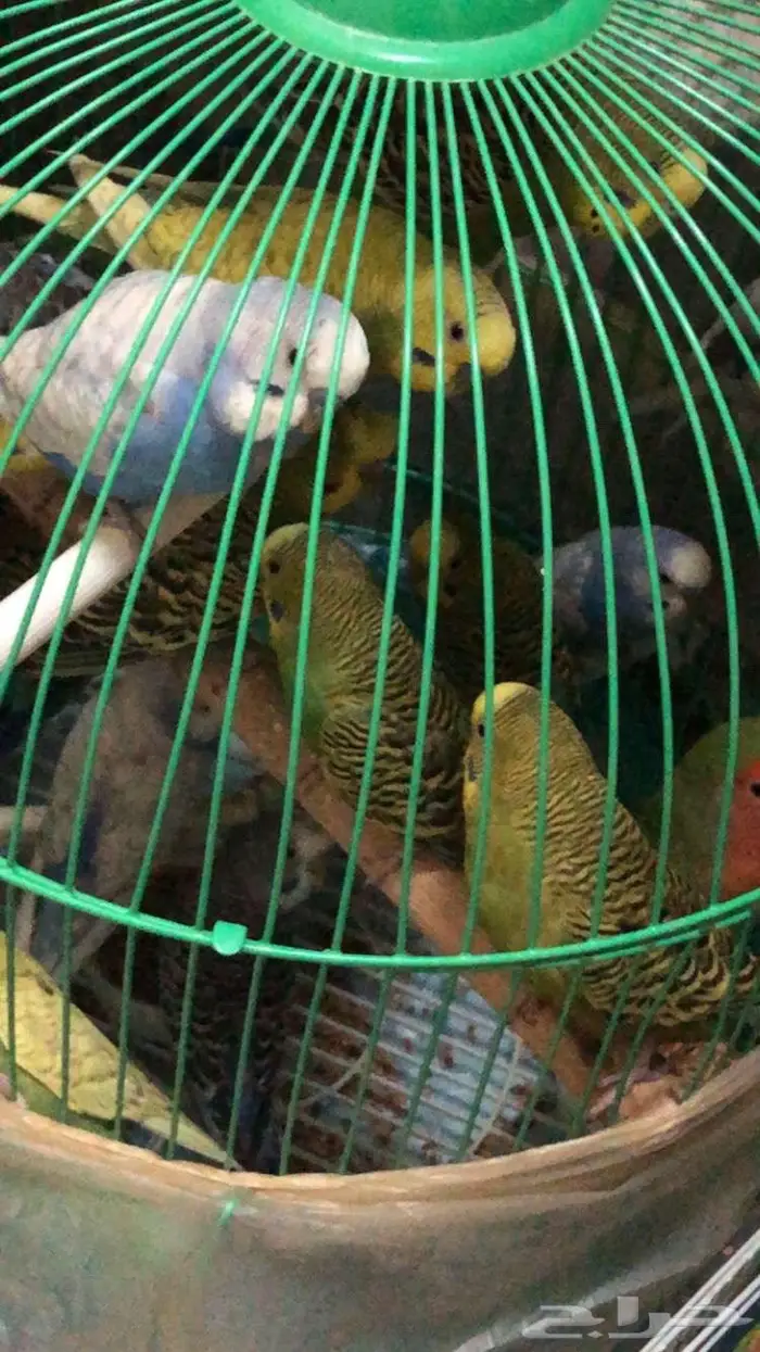 طيور بادجي و روز 0